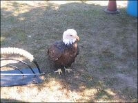 Univ of Minn Raptor Center Exhibit